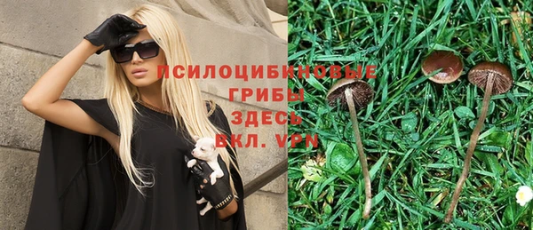 стафф Арсеньев